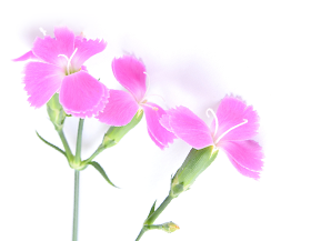なでしこの里IMAGE1